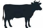 Beef
