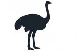 Other Birds