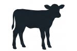 Veal
